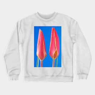 Tulipa clusiana var. chrysantha  'Tubergen's Gem'  Lady tulip  Miscellaneous tulip group Crewneck Sweatshirt